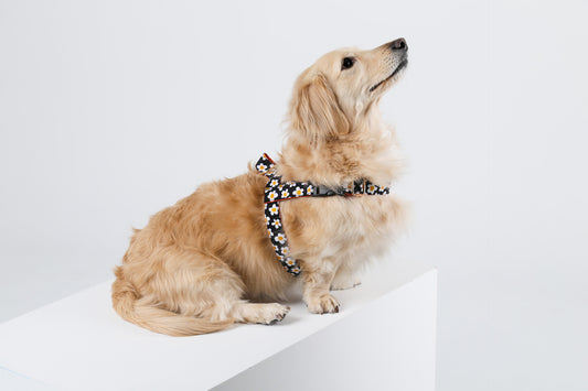 NORADOG Easy Harness - Daisy