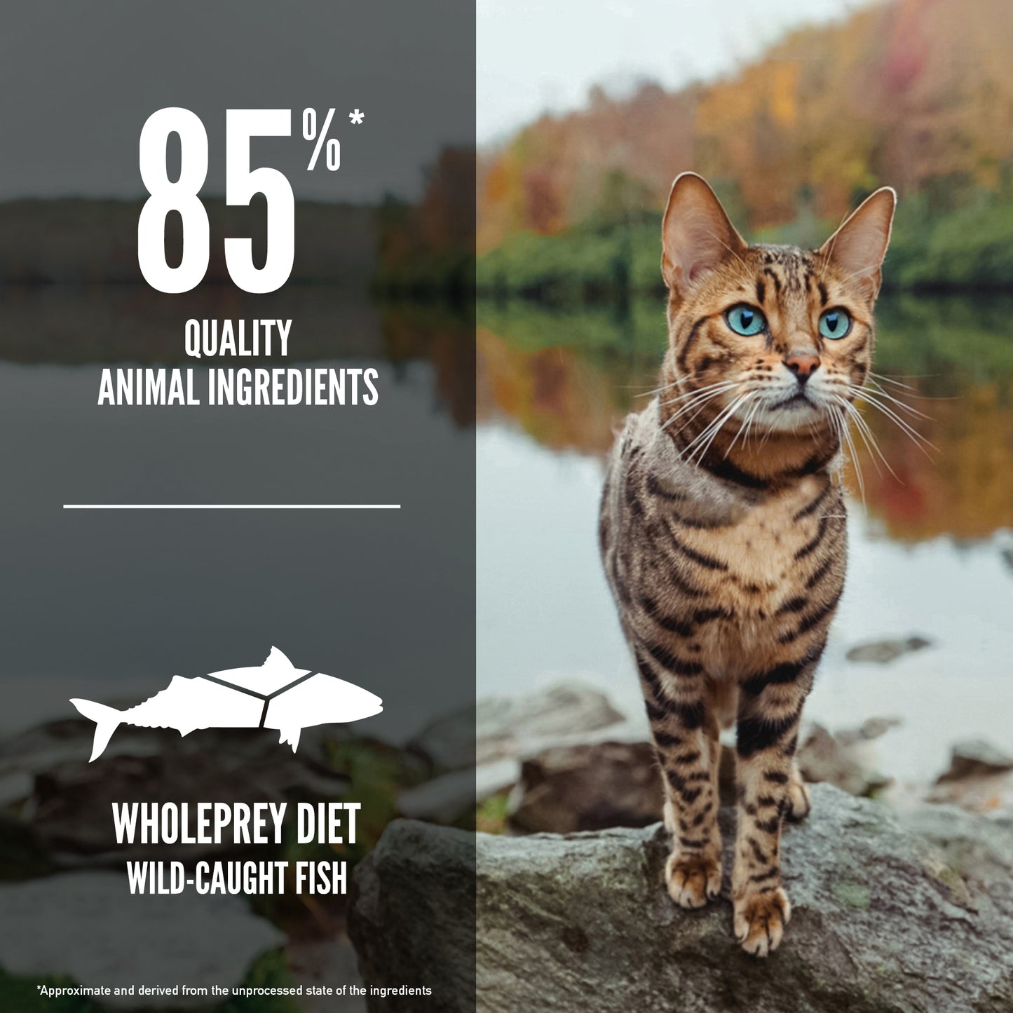 ORIJEN Six Fish Freeze Dried Coated Dry Cat Food 340g/1.8kg