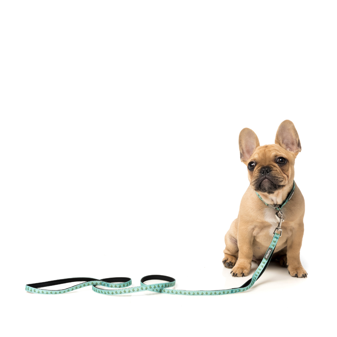 FuzzYard Dog Lead - Tucson (2 Sizes)